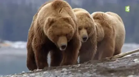 (Fr5) Un automne chez les grizzlis (2013)