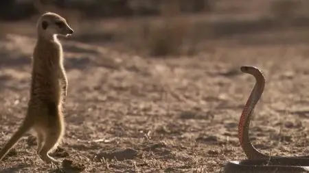 BBC Natural World - Meerkats: Secrets of an Animal Superstar (2013)
