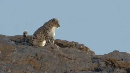 Disneynature: Ghost of the Mountains (2017)