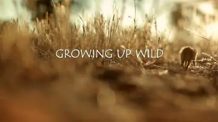 BBC Natural World - Growing Up Wild (2015)