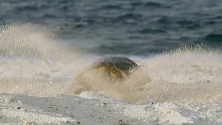 PBS - NATURE: Sharks of Hawaii (2021)