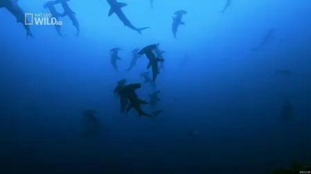 National Geographic Worlds - Deadliest Sharks (2012)