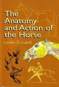 The Anatomy and Action of the Horse [Repost]
