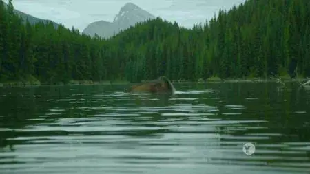 PBS - Nature: Moose: Life of a Twig Eater (2016)