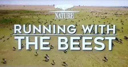 PBS - Nature: Running with the Beest (2022)