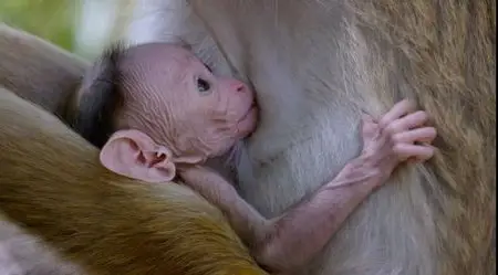 Monkey Kingdom (2015)