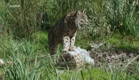 (Arte) Sur la trace du lynx ibérique (2011)