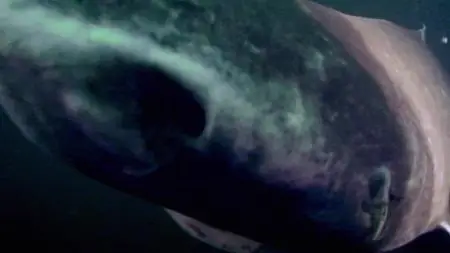 Absurd Planet S01E06