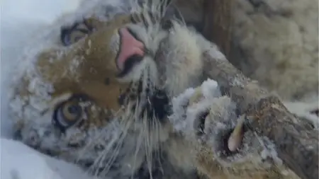 BBC Earth - Wild Mission: Siberian Tiger (2013)