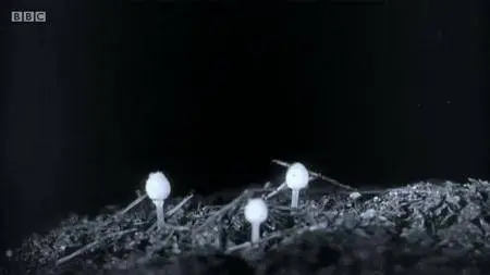 BBC.Documentaries.S2013E47.Edwardian.Insects.on.Film.720p.iP.WEB-DL.AAC2.0.H.264-RTN-Obfuscated S2013E47