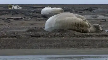 National Geographic Wild - America The Wild: Grizzly vs Polar Bear (2012)