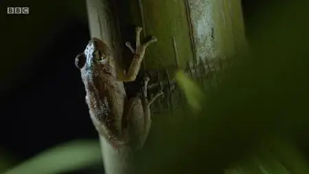 Natural World S37E01