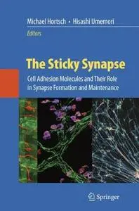 The Sticky Synapse: Cell Adhesion Molecules and Their Role in Synapse Formation and Maintenance