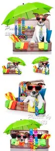 Stock Photo - Summer Holiday Dog