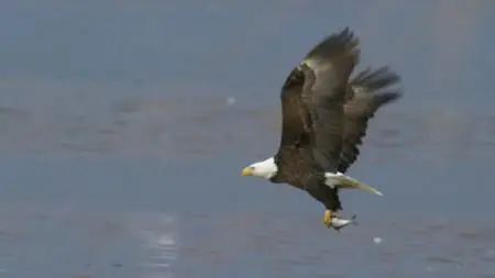 America's Mississippi (2018)