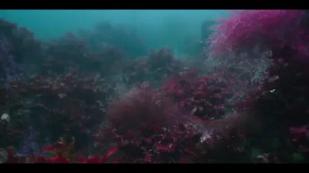 Our Oceans S01E04