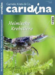 Caridina - 12 November 2024