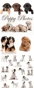 Stock Photo - Puppy