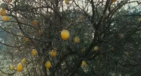 Lemon Tree (2008)