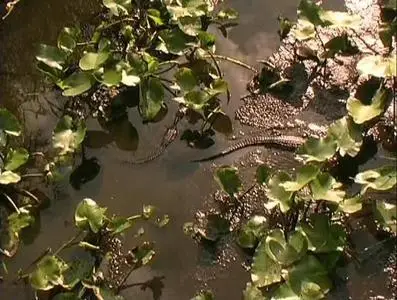 Золотой глобус. 1. Национальные парки США (Часть 1)