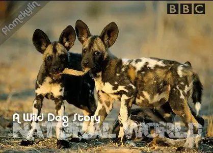 BBC Natural World - A Wild Dog's Story (2008)