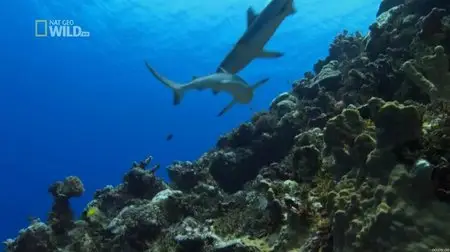 National Geographic Worlds - Deadliest Sharks (2012)