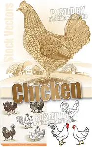 Chicken - Stock Vectors