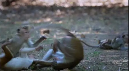 Monkey Kingdom (2015)