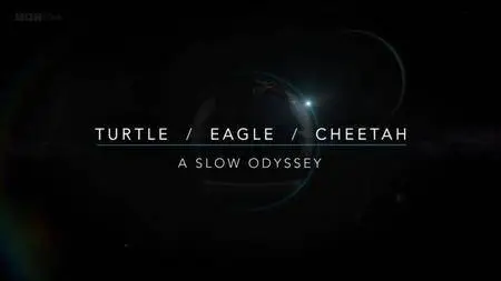 BBC - Turtle Eagle Cheetah: A Slow Odyssey (2017)