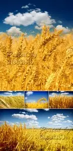 Stock Photo - Wheat Field