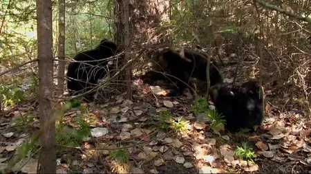 BBC - Natural World: A Bear with a Bounty (2014)