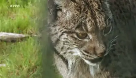 (Arte) Sur la trace du lynx ibérique (2011)
