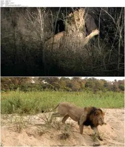 Brothers in Blood: The Lions of Sabi Sand (2015)