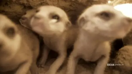 Meerkat Manor: Rise of the Dynasty S01E08