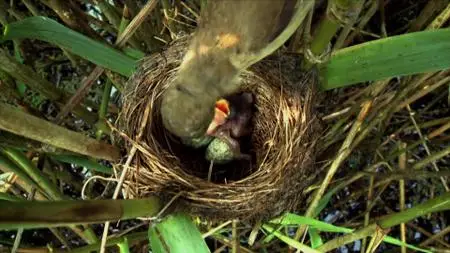Wild Britain S01E05