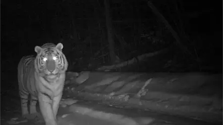 BBC Earth - Wild Mission: Siberian Tiger (2013)
