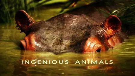 BBC - Ingenious Animals: Series 1 (2016)