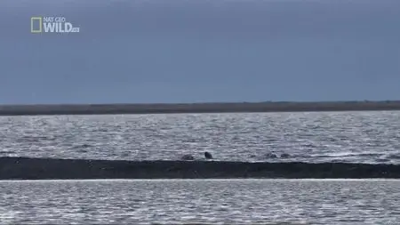 National Geographic Wild - America The Wild: Grizzly vs Polar Bear (2012)