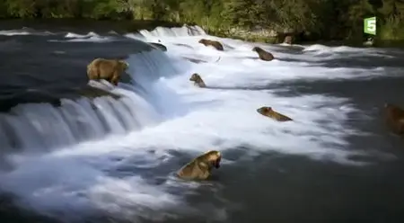(Fr5) Un automne chez les grizzlis (2013)