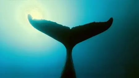 BBC Natural World - The Mating Game (2013)