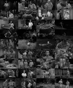 Killer Leopard (1954) 