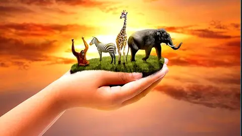 Animal Reiki Certification Course