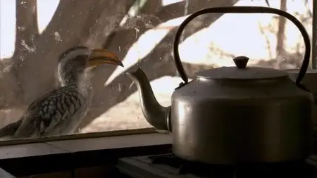 BBC Natural World - Meerkats: Secrets of an Animal Superstar (2013)