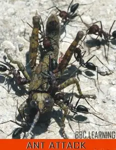 BBC - Natural World: Ant Attack (2006)
