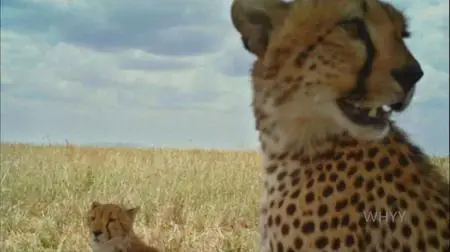 PBS - NOVA: Animal Espionage (2019)