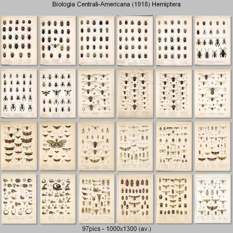 Biologia Centrali-Americana - Hemiptera (1880-1909)