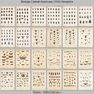 Biologia Centrali-Americana - Hemiptera (1880-1909)