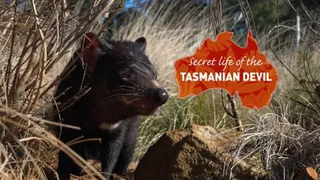 Secret Life Of The Tasmanian Devil (2020)