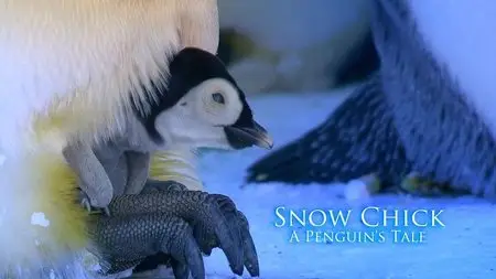 BBC - Snow Chick: A Penguin's Tale (2015)