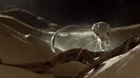 BBC - Wild Arabia (2013)